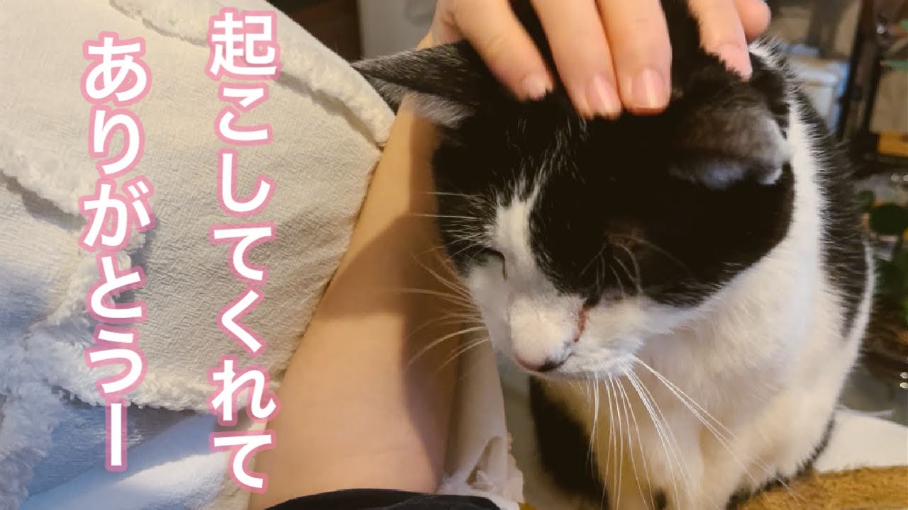 温風を共有し、一緒に寝て、起こしてくれる。塩対応でも超有能猫れいちゃん。【元病院猫のれいちゃん】