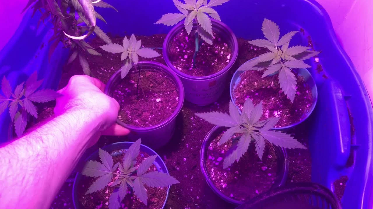 Cannabis grow update April 2 2021  seedlings for 2021 outdoor season