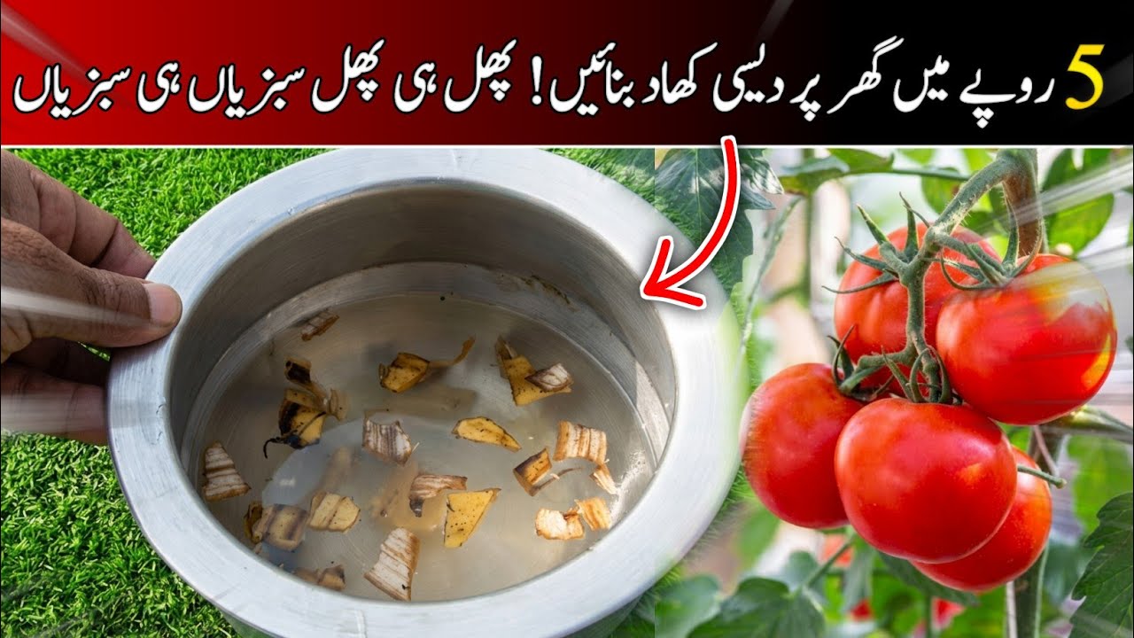Homemade organic liquid fertilizer|desi khad|organic khaad