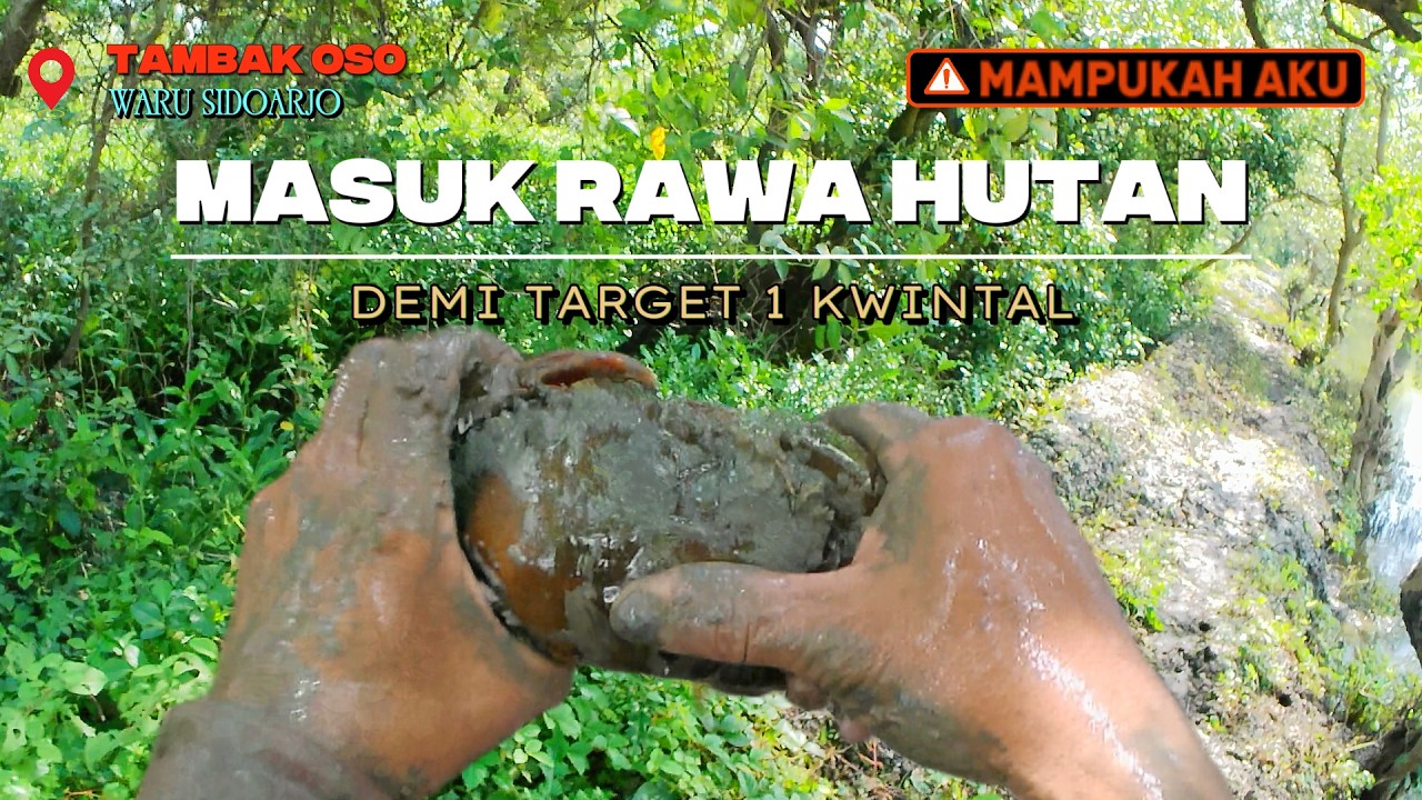 NEKAT! Berjuang Sendirian di Lebatnya Belantara Hutan Mangrove Demi 1 Kwintal Rezeki Tersembunyi!