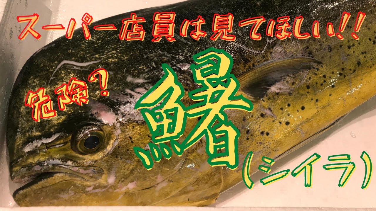 【魚のおろし方】スーパー店員は見てほしい。シイラおろしてみた。
