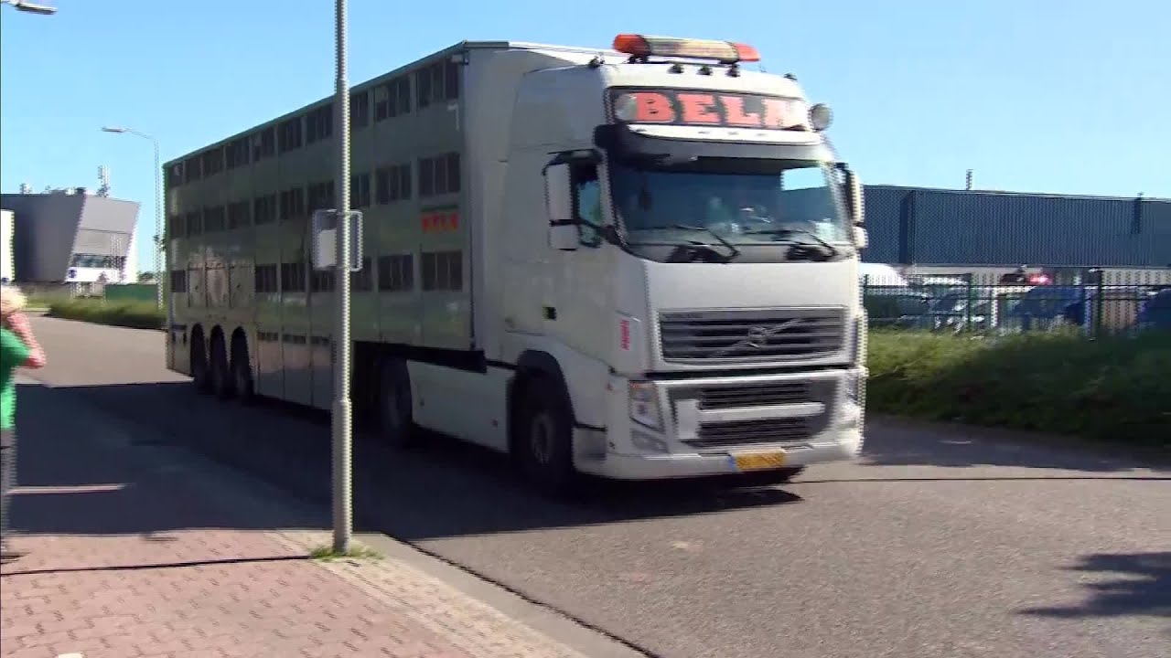 Controles vleesverwerker Vion Boxtel: hitteprotocol voor veetransport werkt niet