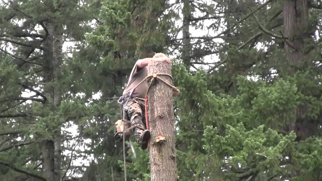 WARN PullzAll application: Helping to fell a tree
