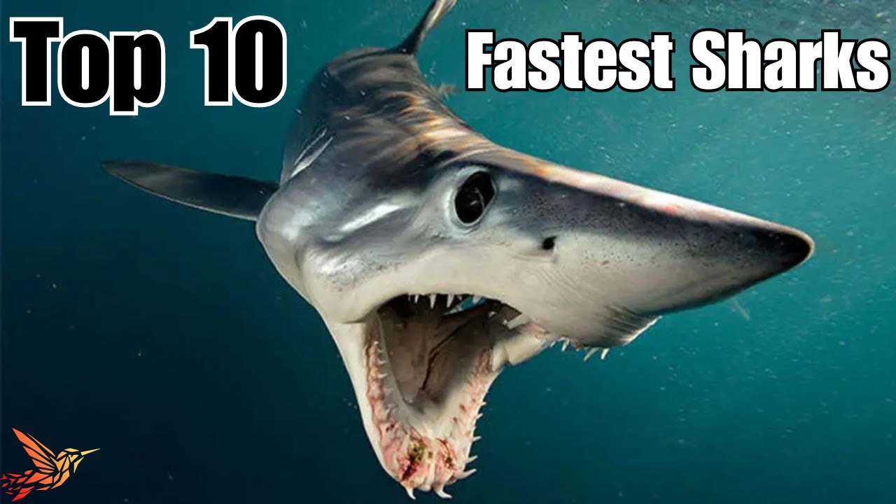Top 10 Fastest Sharks in the World