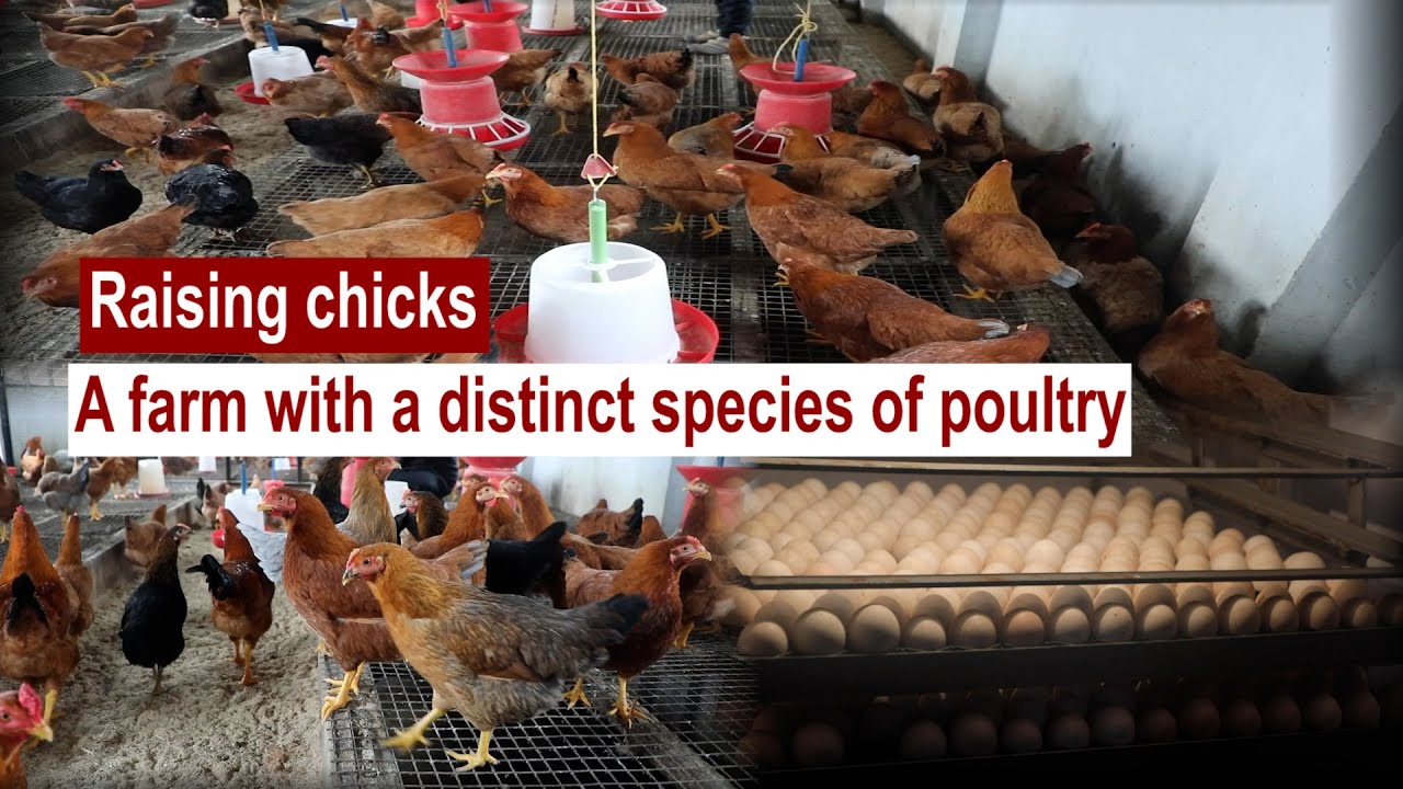 Raising chicks: A farm with a distinct species of poultry | The Kashmir Walla