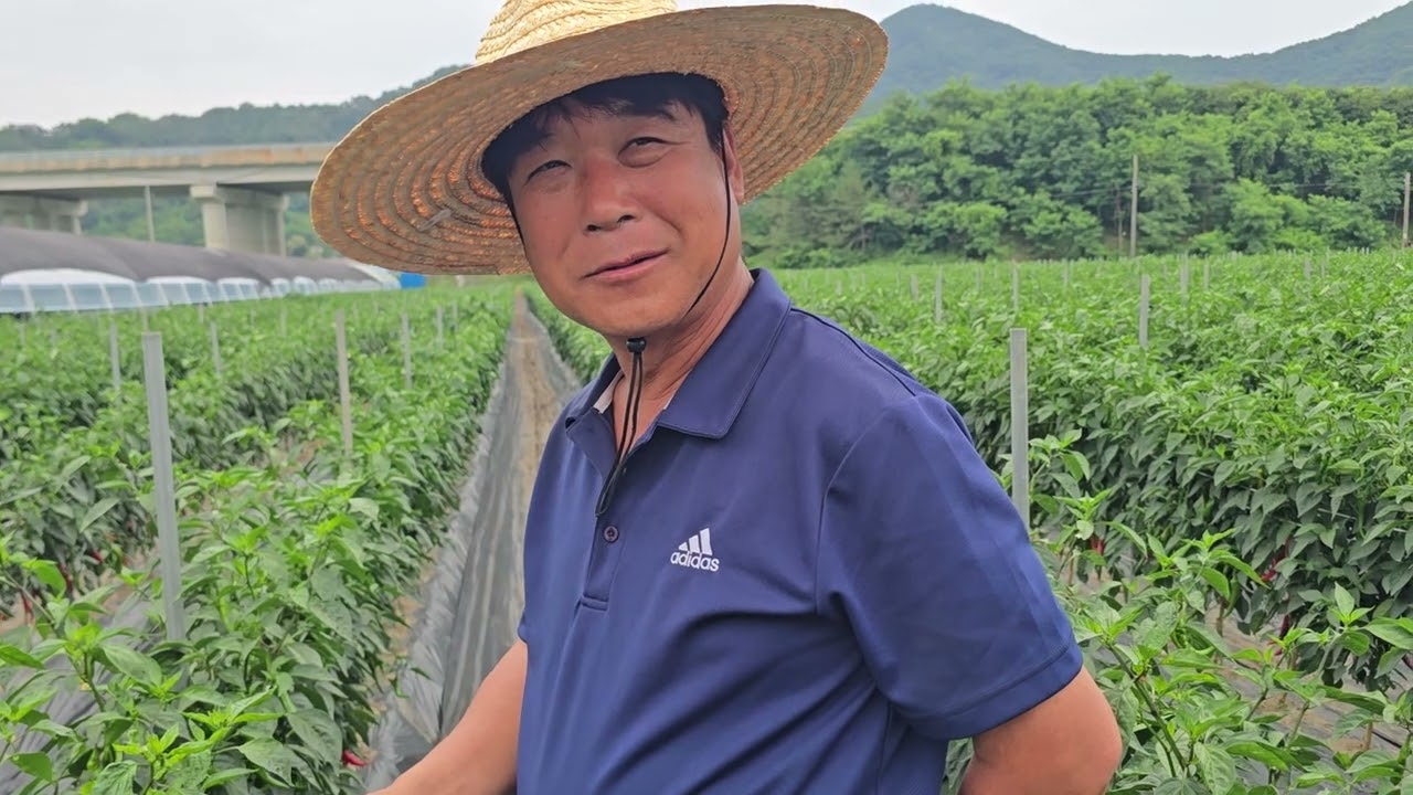 황금알농법 고추 고추재배 고추비료량