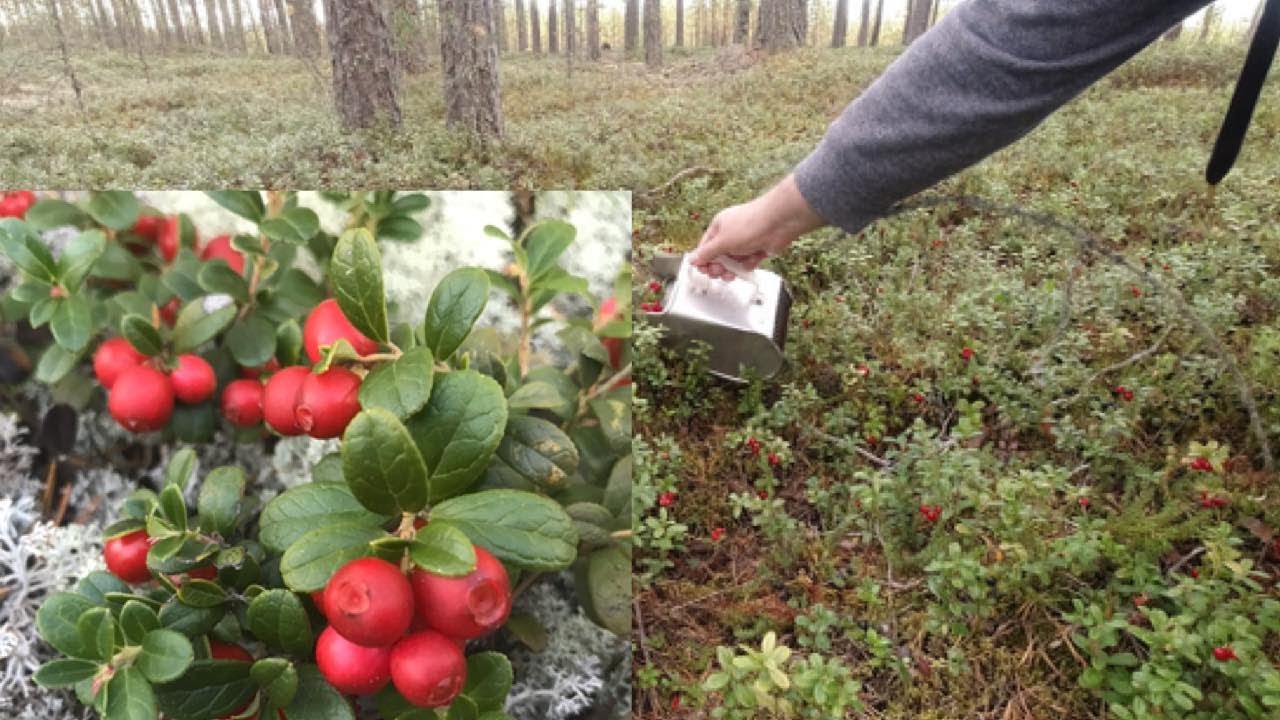 FINLAND: Picking Lingonberries. Foraging.