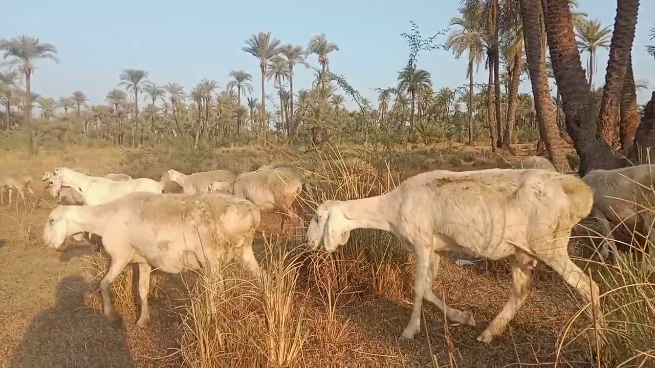 Sheep Grazing in the Winter Countryside | Tranquil Winter Fields