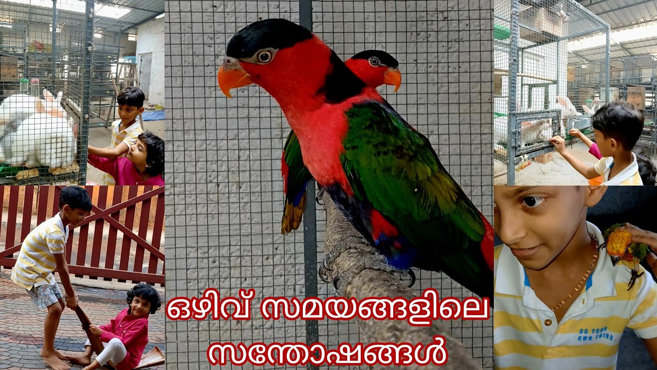 108 pair sunconur Farm in Kerala | biggest birds farm in Kerala #birds #sunconur #greyparrot 
