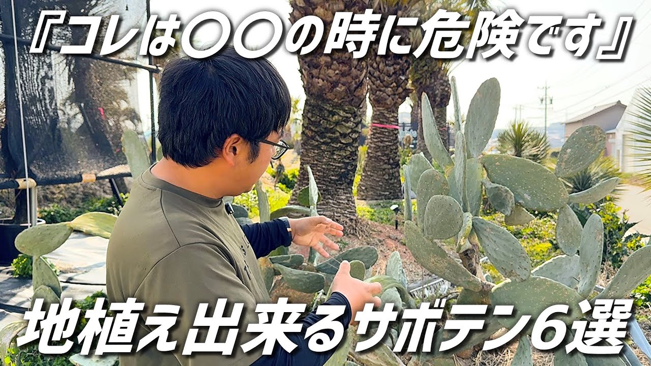 【サボテン】地植え出来るオススメ品種6選+注意点