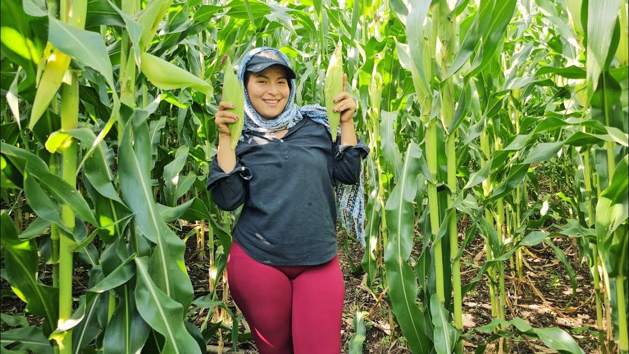 ¡¡Cosecha de ELOTES !! // ALGUIEN Anda a Escondidas en las Matas de la MILPA🤪