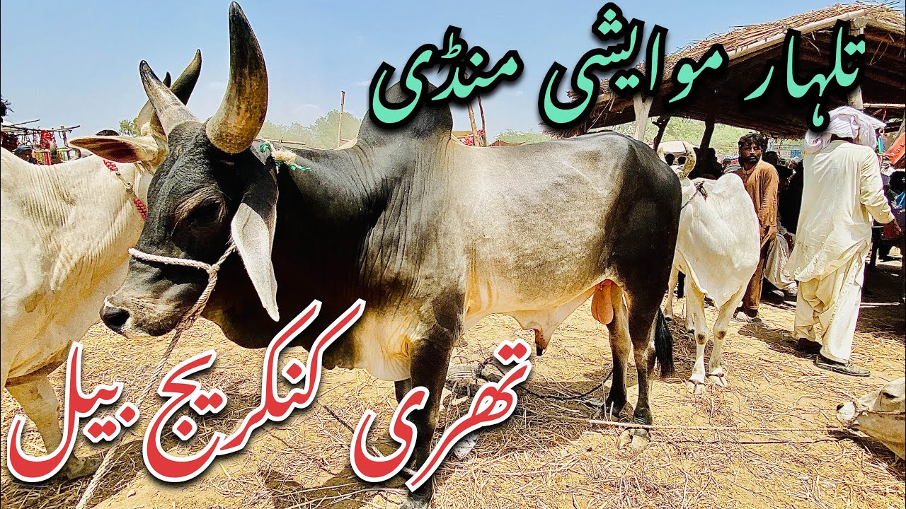 Talhar maweshi mandi sindhi aur thari maal | talhar mandi | chand bell | rehan syed mandi info 🐂
