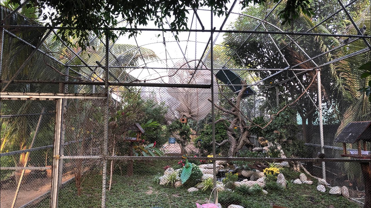 AVYARY KHỦNG - MANG RỪNG VỀ THÀNH PHỐ HCM