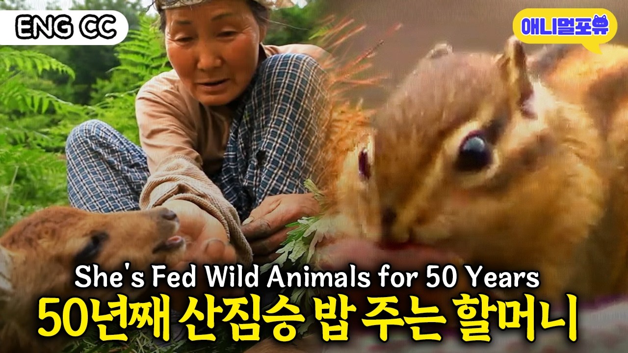 50년동안 다람쥐랑 멧돼지 밥 챙겨준 천하장사 지리산 할머니 I KBS 야생여정 할머니네 산골동화 181013 방송