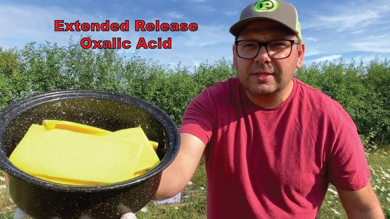 Varroa Mite Treatment: Extended Release Oxalic Acid on Swedish Sponge