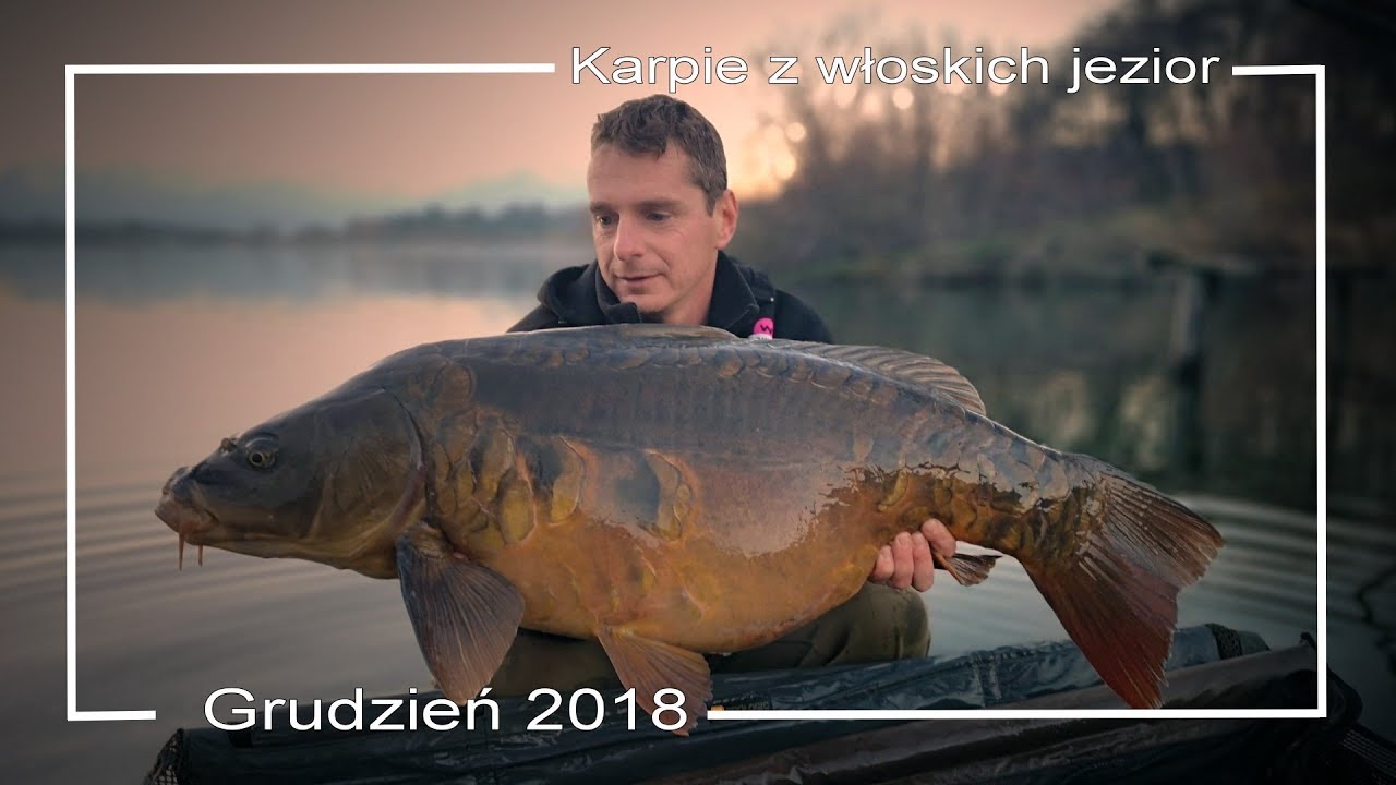 Karpie z włoskich jezior - grudzień 2018