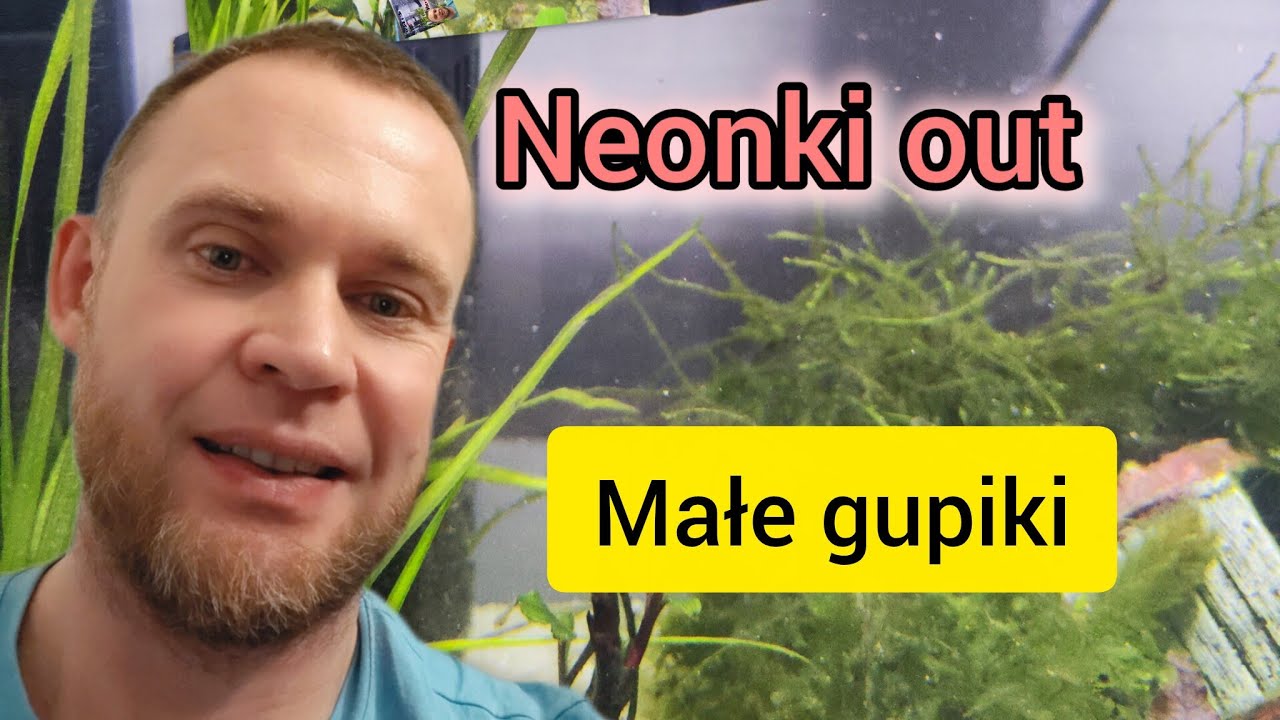 Co zrobiłem z neonkami??Ile jest malutkich gupików?