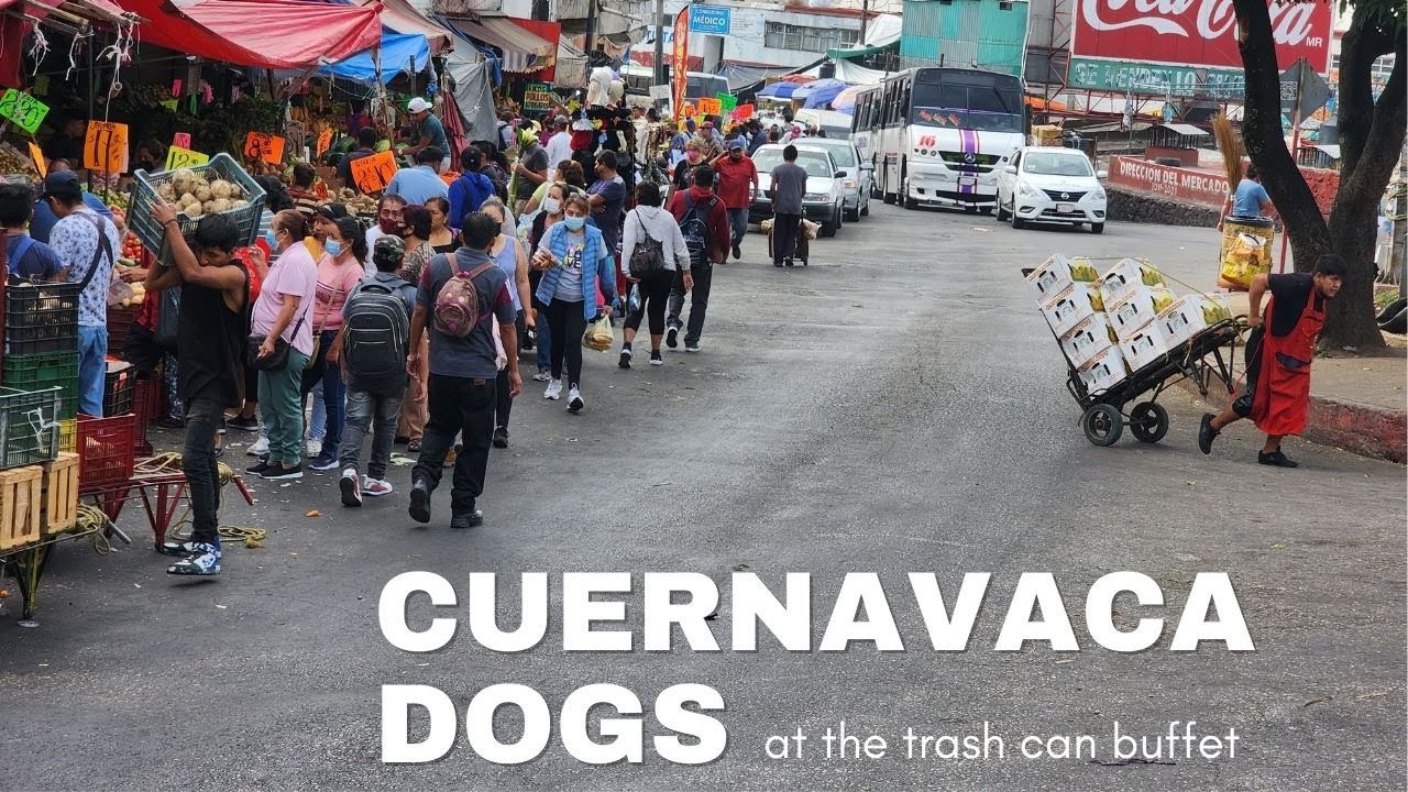 Cuernavaca, Mexico: free-roaming dogs at the trash can buffet