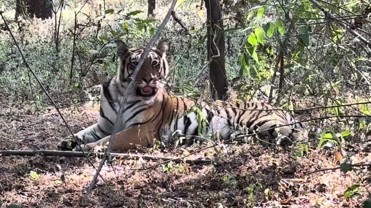 Tigress enjoying after meal at khatiya gate Kanha National Park