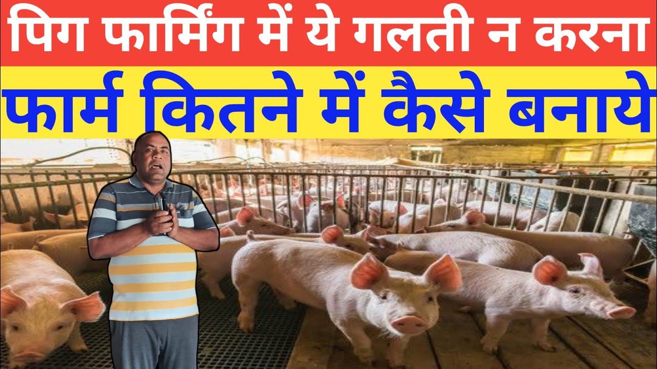 पिग फार्म कैसे बनाये और कितने से शुरू करें | pig farm design plans | Pig Farming For Beginners