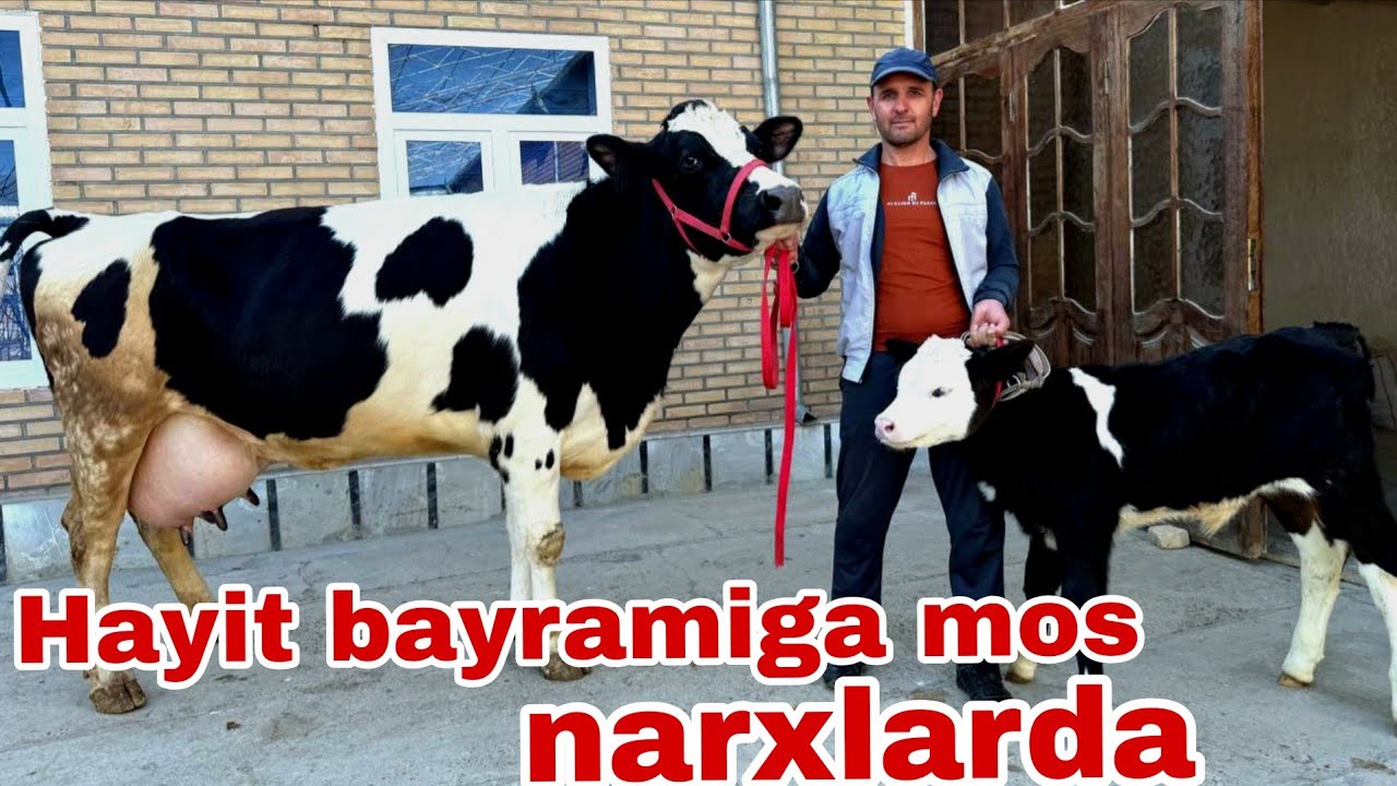 Buxoro arzonchisi Mizrobjon va Ashur akadan partiya sigirlar hayitga aksiya narxlarda.19 марта 2026г