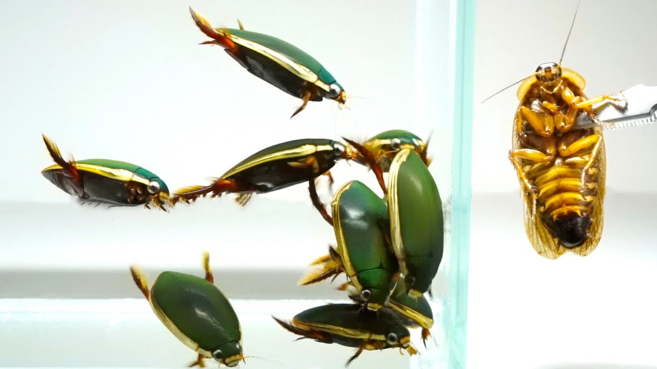 【閲覧注意】ゲンゴロウ水槽にゴキブリを投入