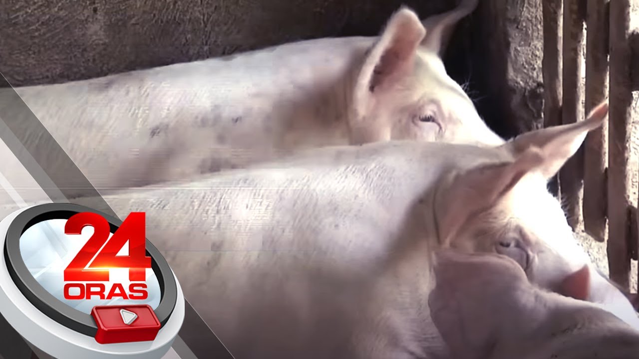 Bakuna kontra-ASF, napatunayang mabisa nang subukan sa 6 na farm sa Luzon | 24 Oras