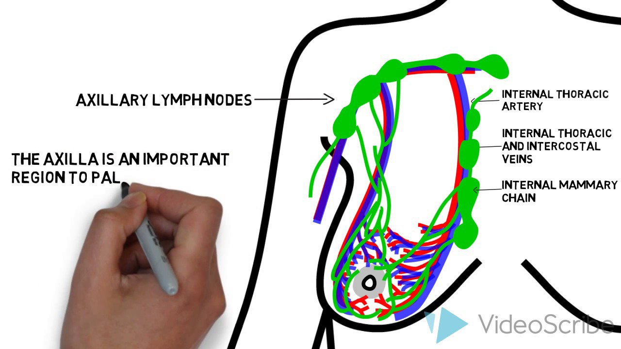 The Basics of Breast Cancer (5 W's)