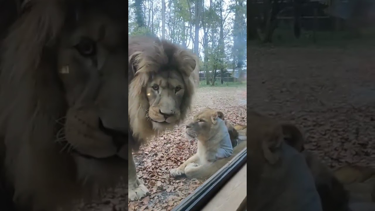 lion lodge at port Lympne, Part of our lion lodge experience