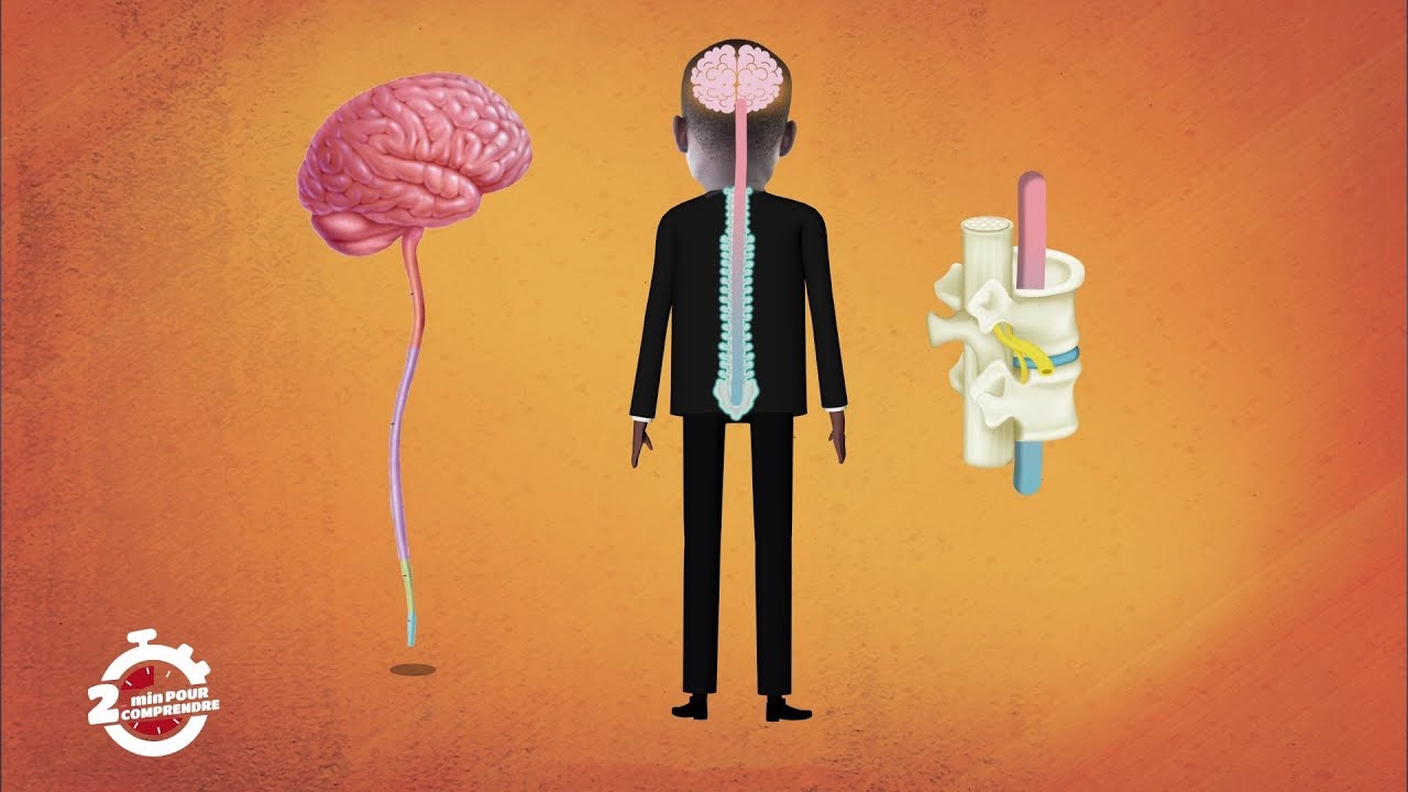 2mn pour comprendre LA MOELLE EPINIERE du 24 Février 2020