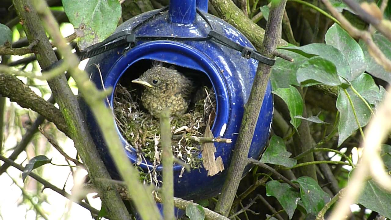 Robin Fledging From a Tea Pot Nest