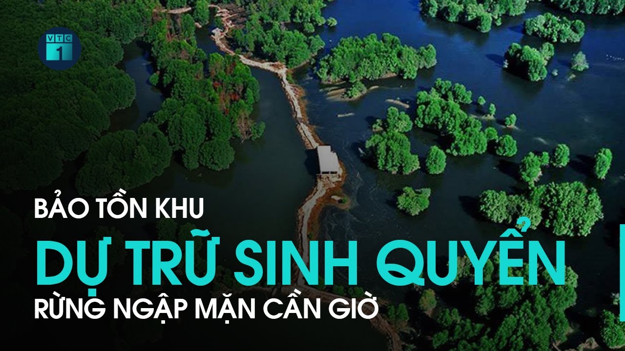 Khu dự trữ sinh quyển Rừng ngập mặn Cần Giờ: “Bức tường xanh” cho môi trường TPHCM | VTC1