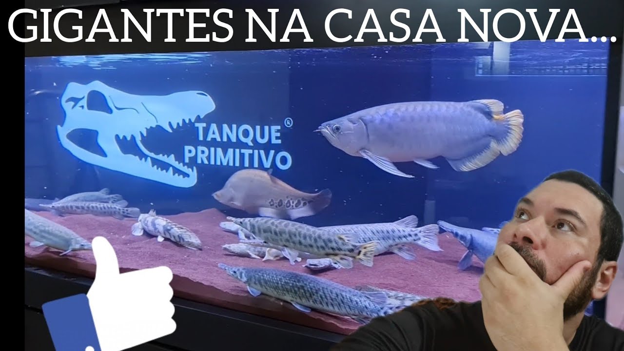 S&Eacute;RIE PRIMITIV&Atilde;O - CAP&Iacute;TULO 3: Transferindo os peixes primitivos gigantes para casa nova!