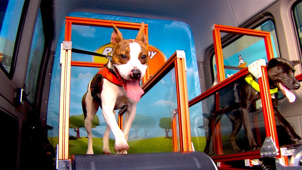 A Workout That’s Gone to the Dogs