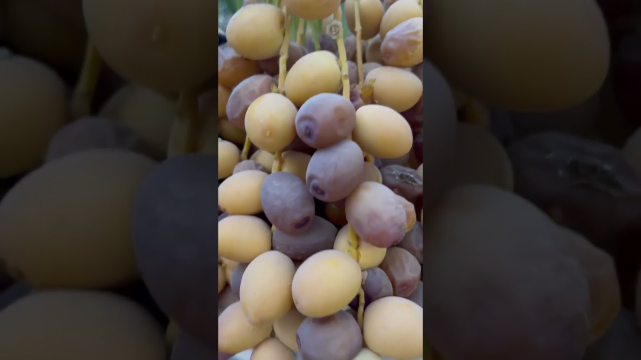 مزارع الأمير للنخيل البرحي والمجهول محافظة ديالى المقداديه