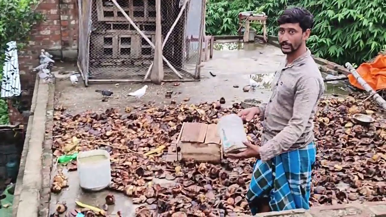 ফাইনালি সুকচাদ ভাই ধরলো পায়রাটা। ওয়াদ কাকা পারলো না ধরতে 🤣.#pigeon #vilogpigeon  #kabutar