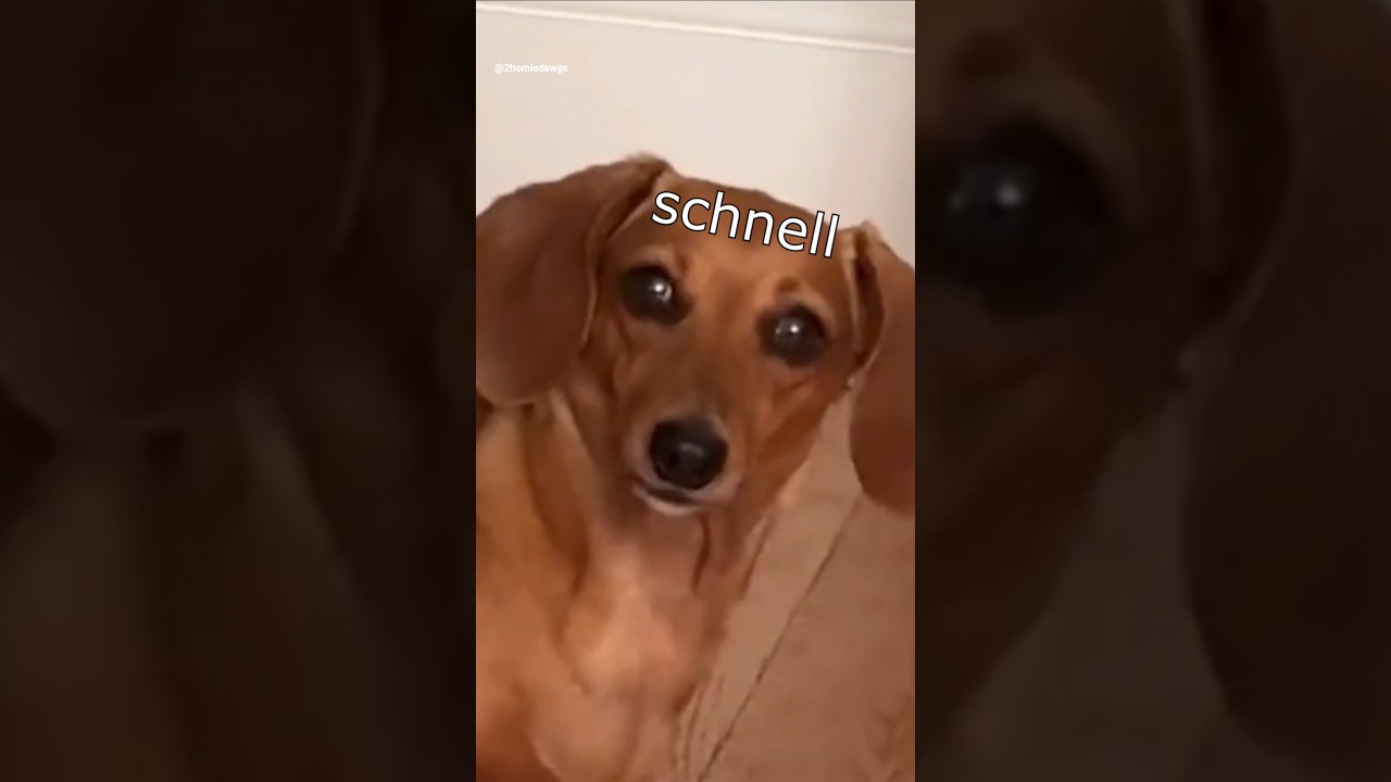 Die Dawgs l&auml;uten #lustig #witzig #funny #tiere #animals #meme #lachen #happy #2homiedawgs