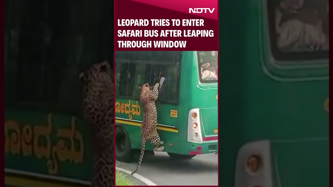 Karnataka | Leopard Tries To Enter Safari Bus After Leaping Through Window