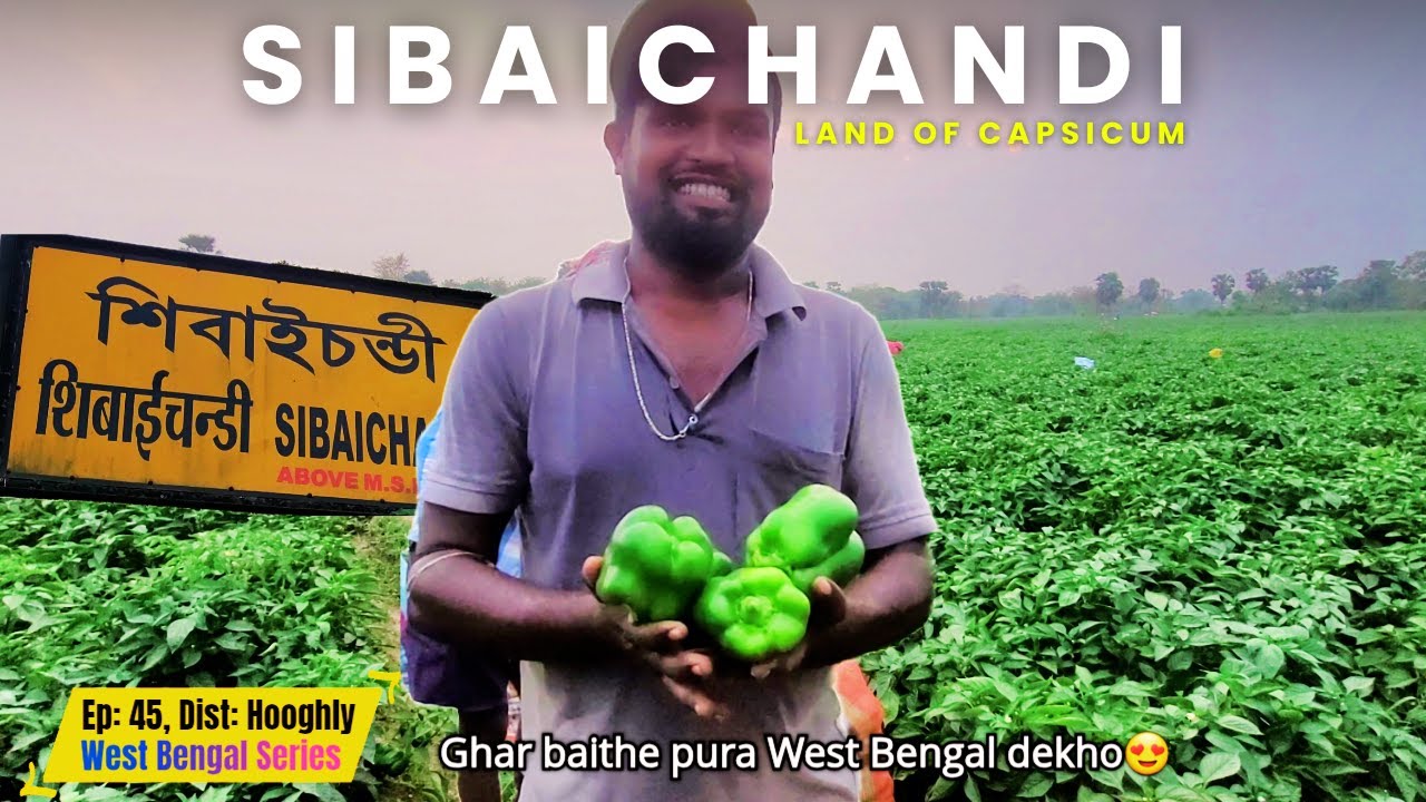 Sibaichandi - Famous for Capsicum farming | Ep - 45 | Dist: Hooghly, West Bengal | 126