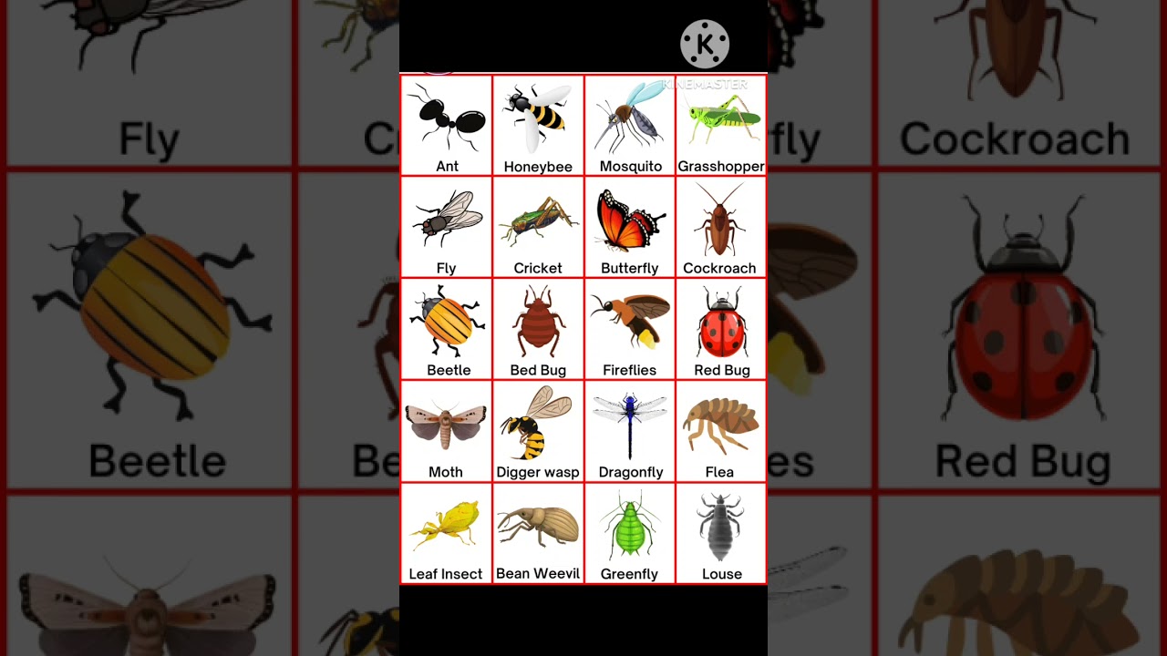 Insect name in english| insects name #english #insects #shorts