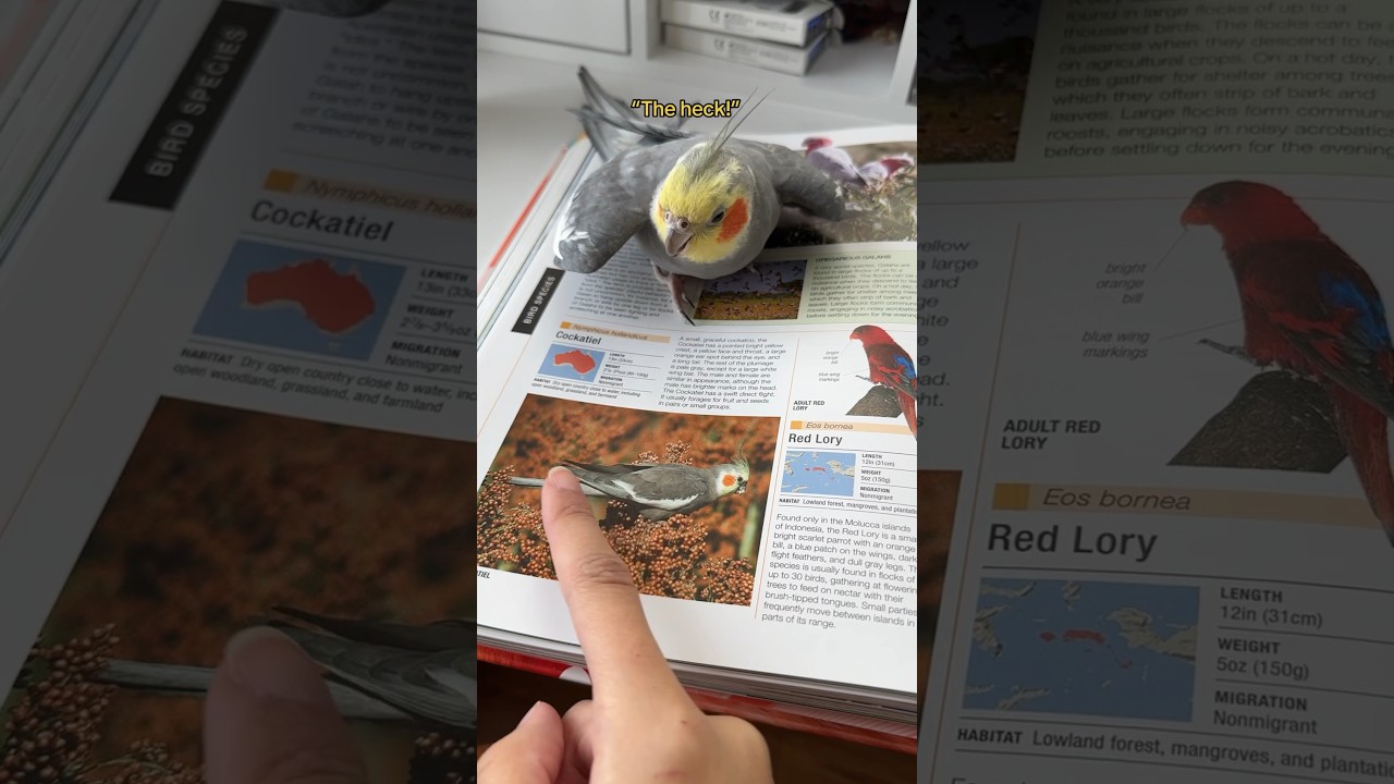 Do not pet other cockatiels! Real or pictured! #bird #yumyumthetiel #parrot