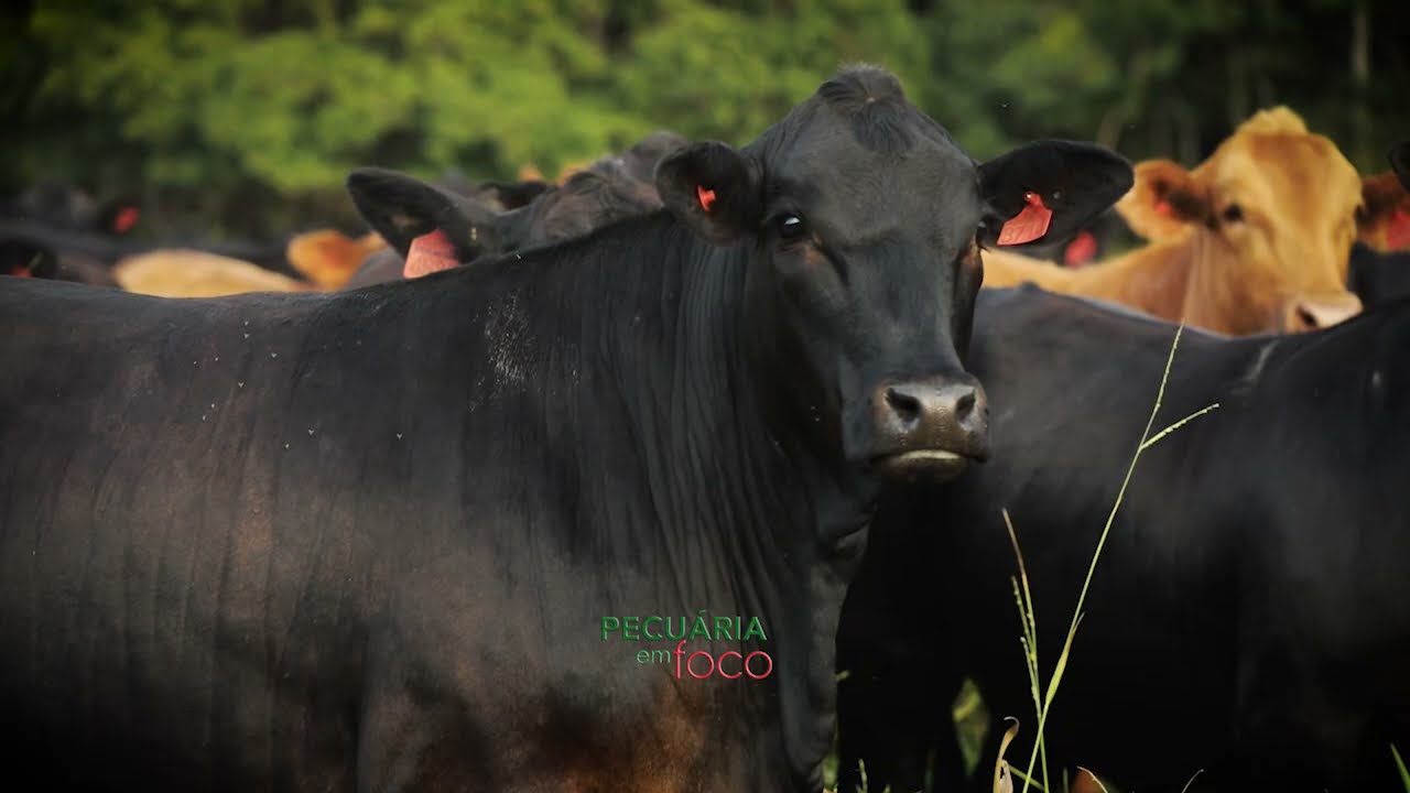 PECUÁRIA EM FOCO - BRANGUS TRADIÇÃO MT