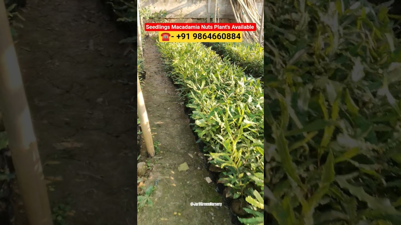 Seedlings Macadamia Nuts Plant's Available || 