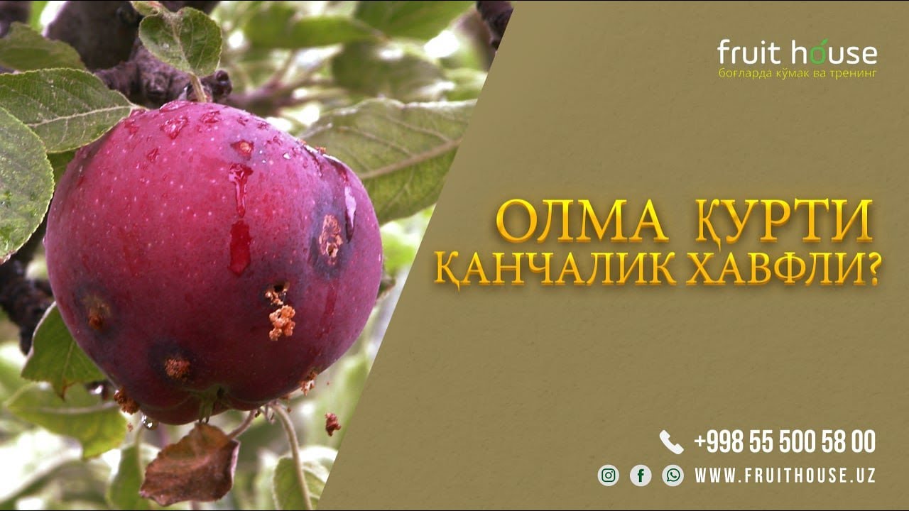 Олма қурти қанчалик хавфли? #agro #agronomia #agrar #agranews #agronomy