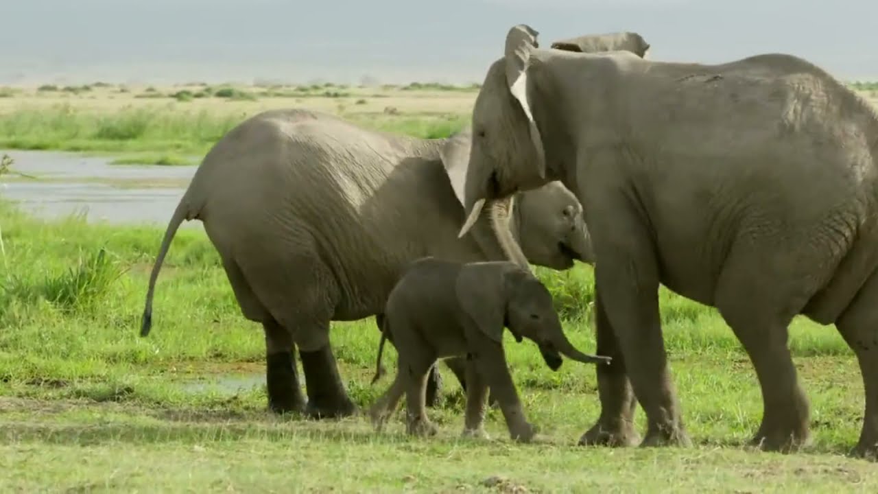 大象家族是如何教育象寶寶  How elephant family raise a baby elephant