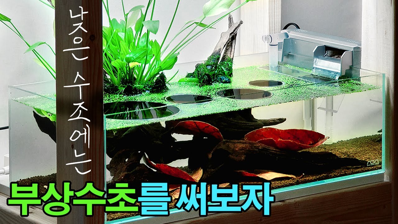 부상수초를 이용한 어항꾸미기 - 수조 레이아웃