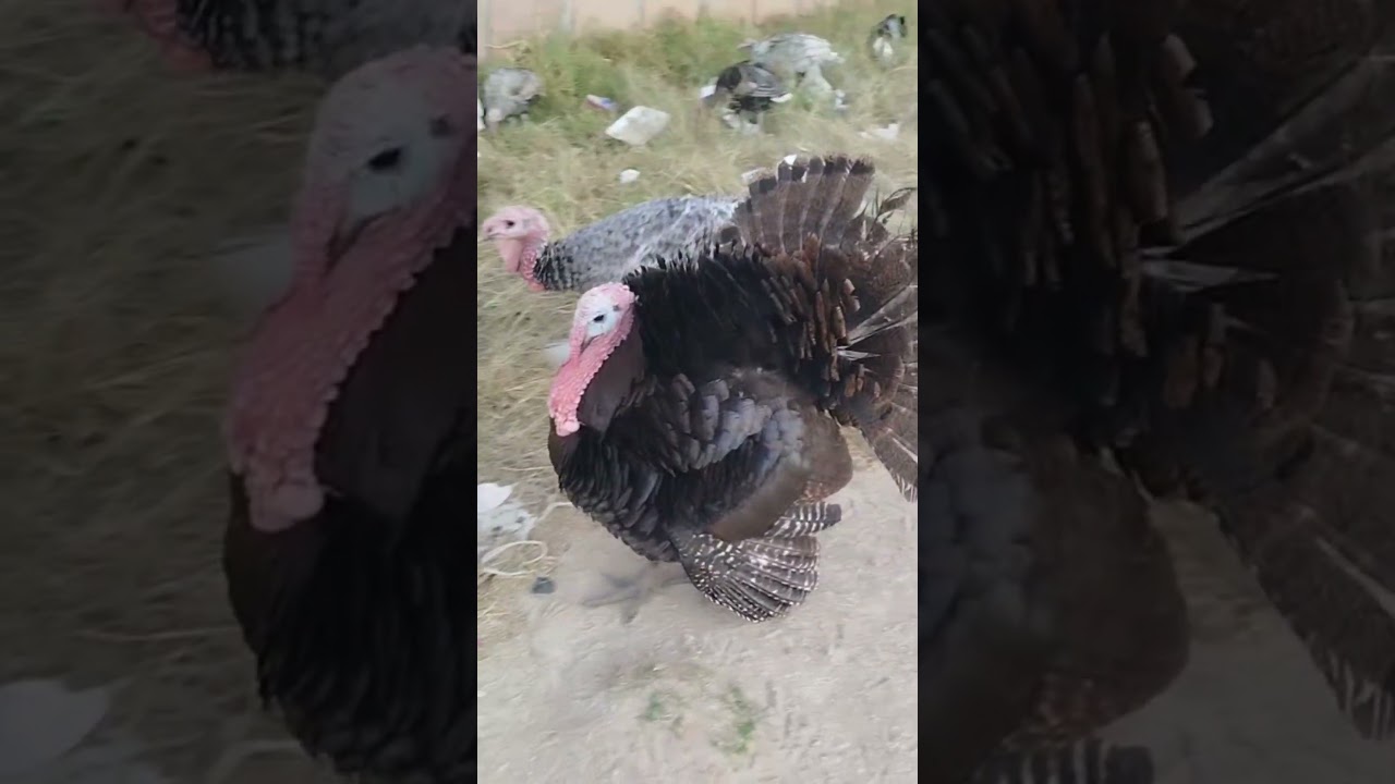 #Pavo
