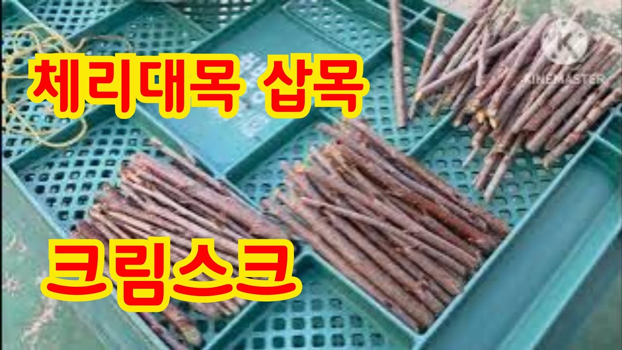 2026년 3월 15일. 체리 크림스크대목 삽목