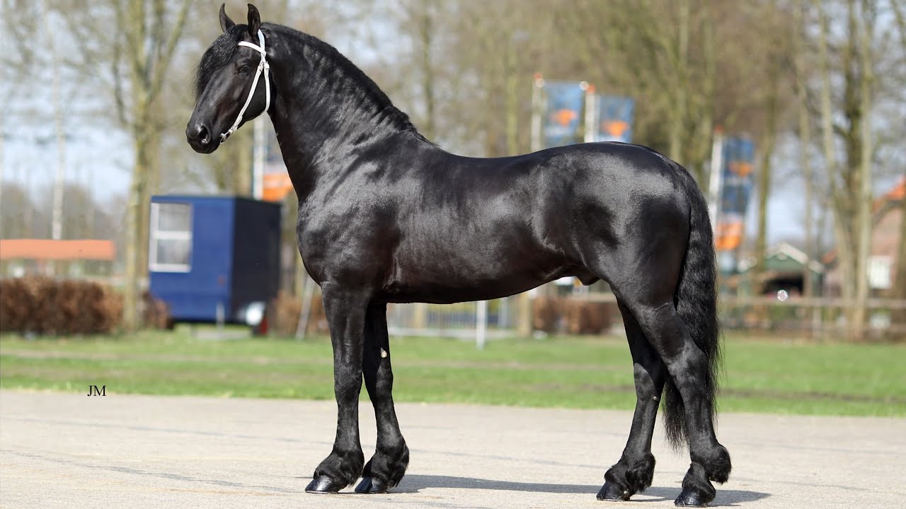 Tjalbert 460 - KFPS AA Approved Friesian Stallion - Offspring Compilation Video, 2023