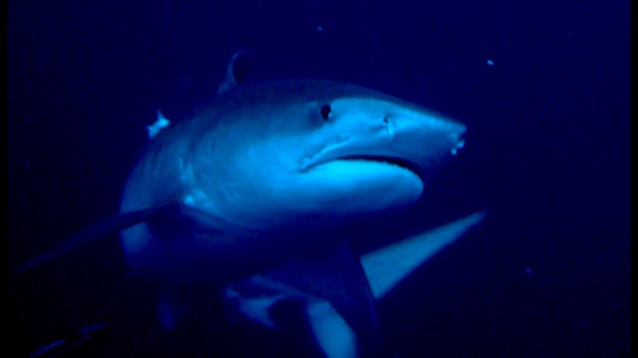 Diving South Africa´s Protea Banks - sharks and more
